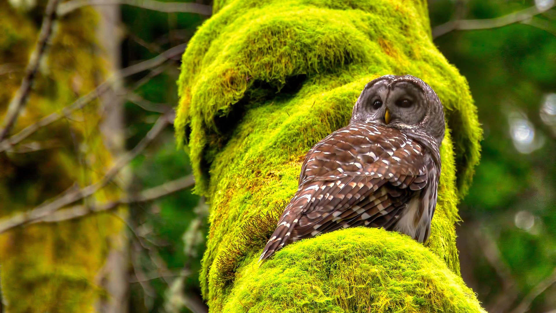 未来之星：哪些新秀最有望冲击“年度MVP”？，未来之星2021