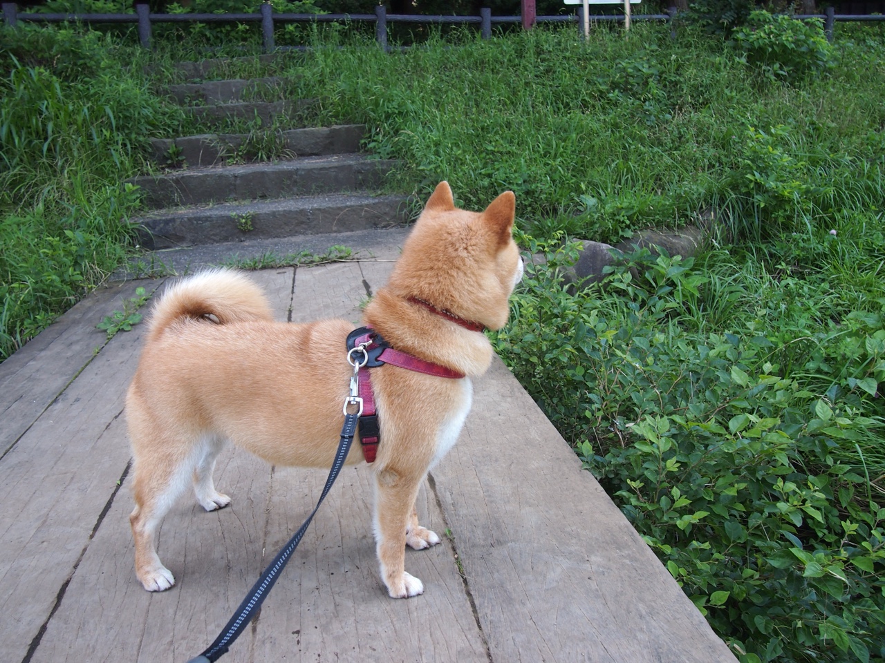 生活中的篮球:运动员的公益公益日常,公益篮球的宣传语