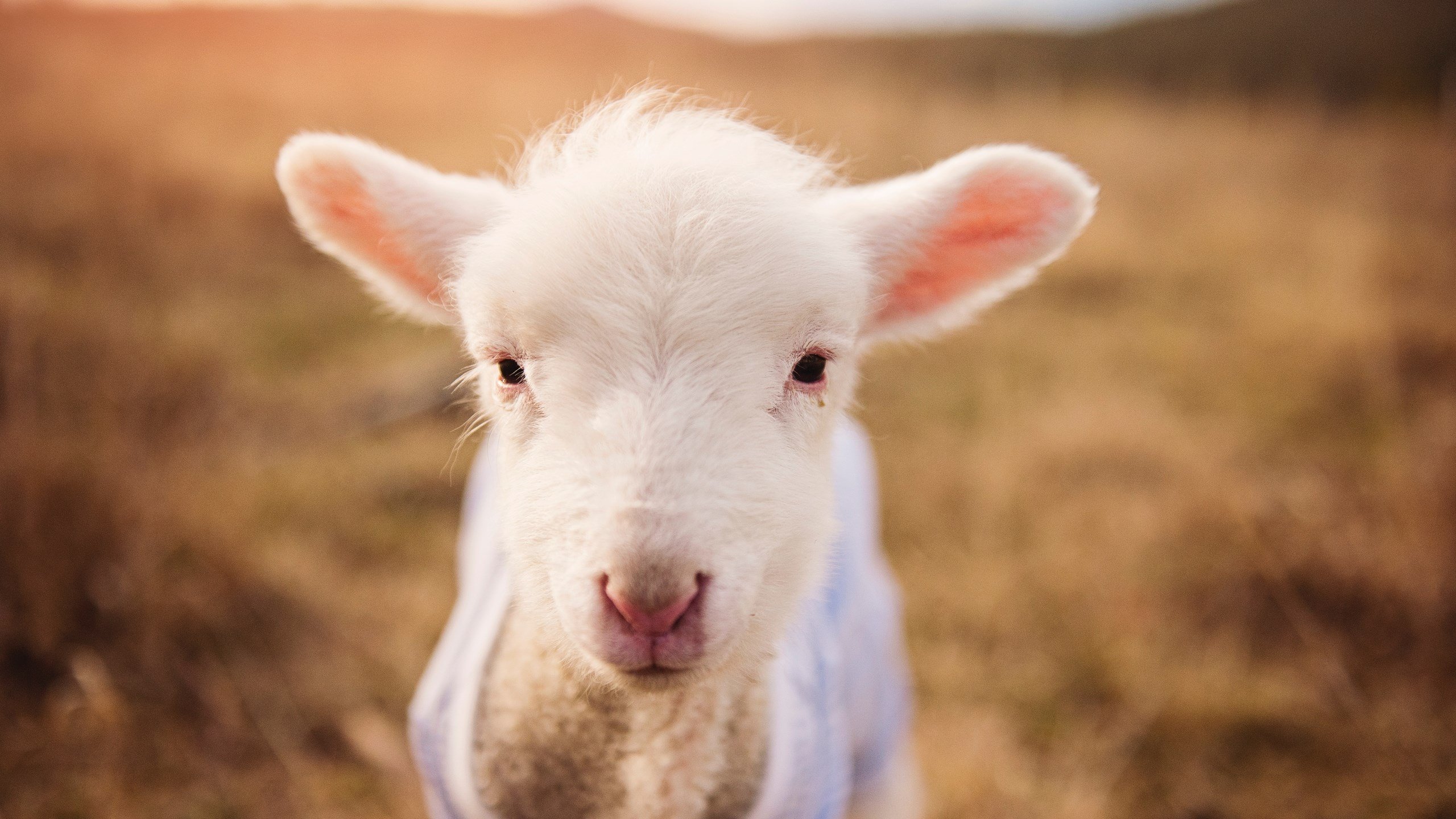 IM体育 APP下载地址-青少年“全民篮球日”在南京举行，共享运动快乐，青少年全国篮球联赛