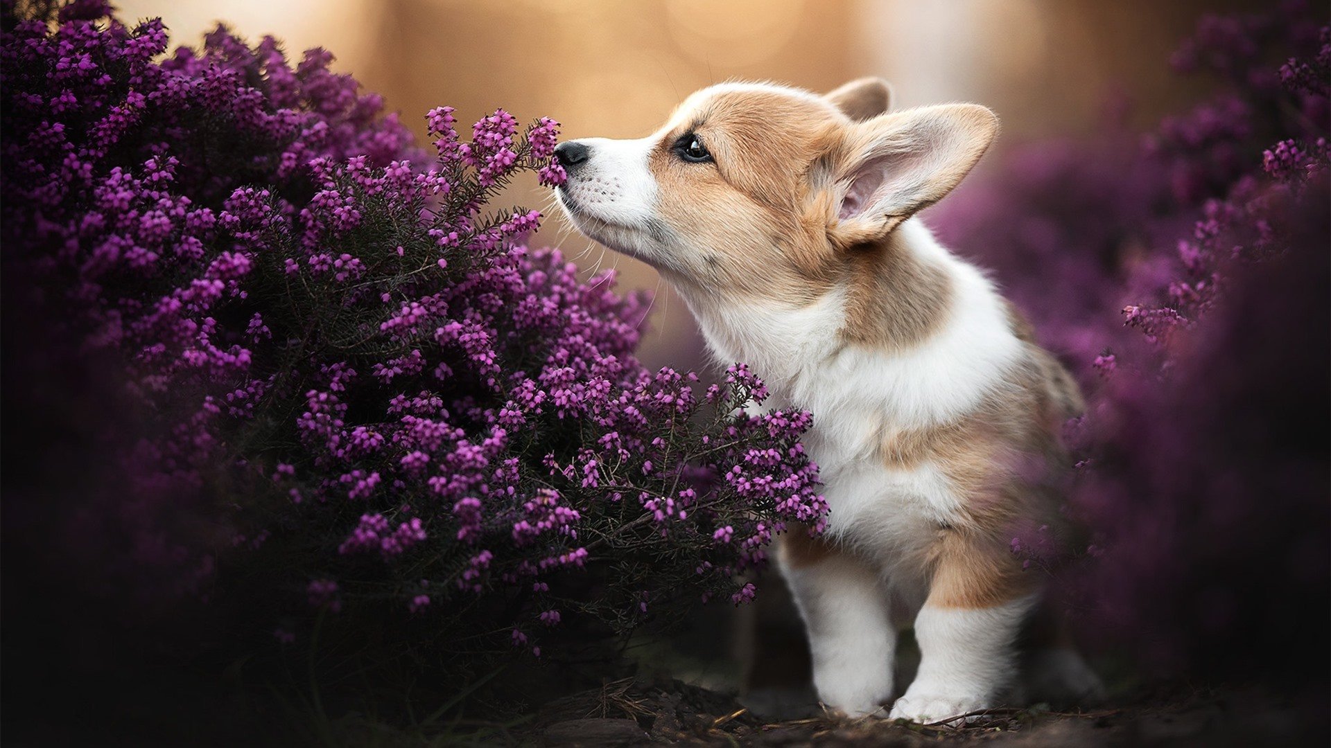 im体育官方平台-热那亚连续两场击败强敌，士气大振，热那亚省