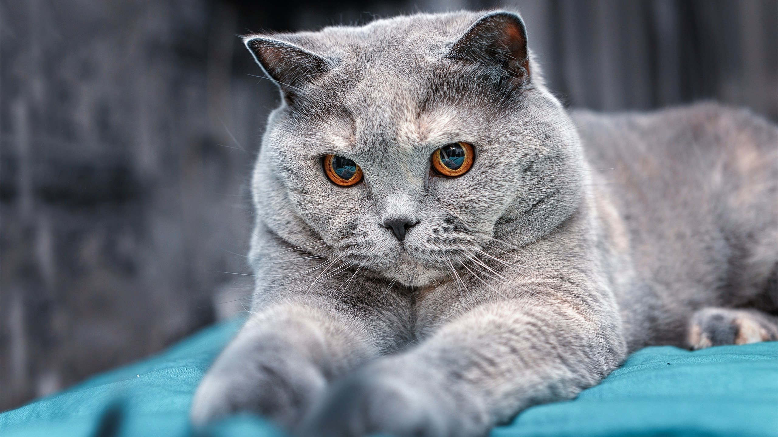 电竞城市成为电竞职业选手的摇篮，电竞成为主流