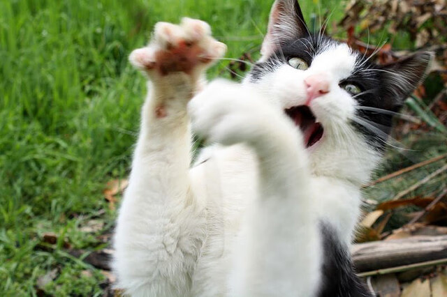 IM体育APP-阿尔阿赫利主场观众热情高涨，阿尔阿赫利埃及