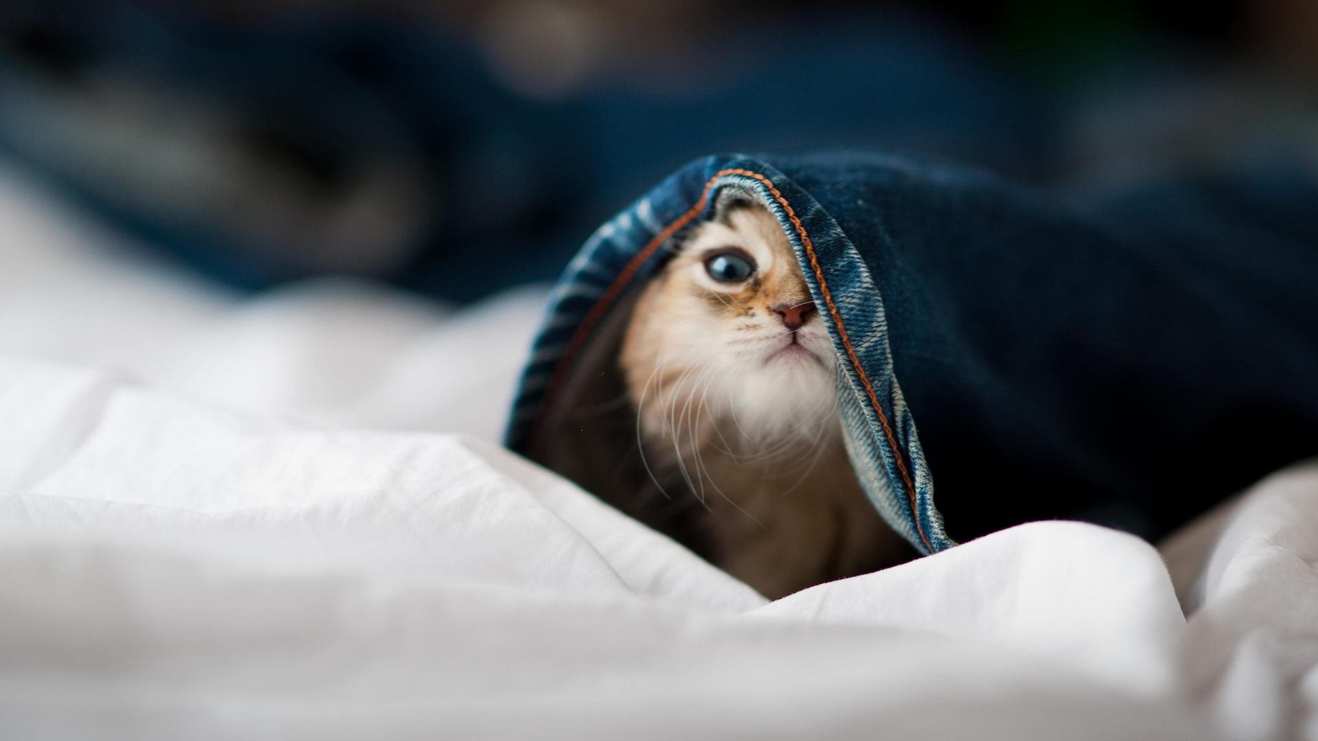 中国篮球比赛转播内容为何缺乏战术深度,cba篮球转播