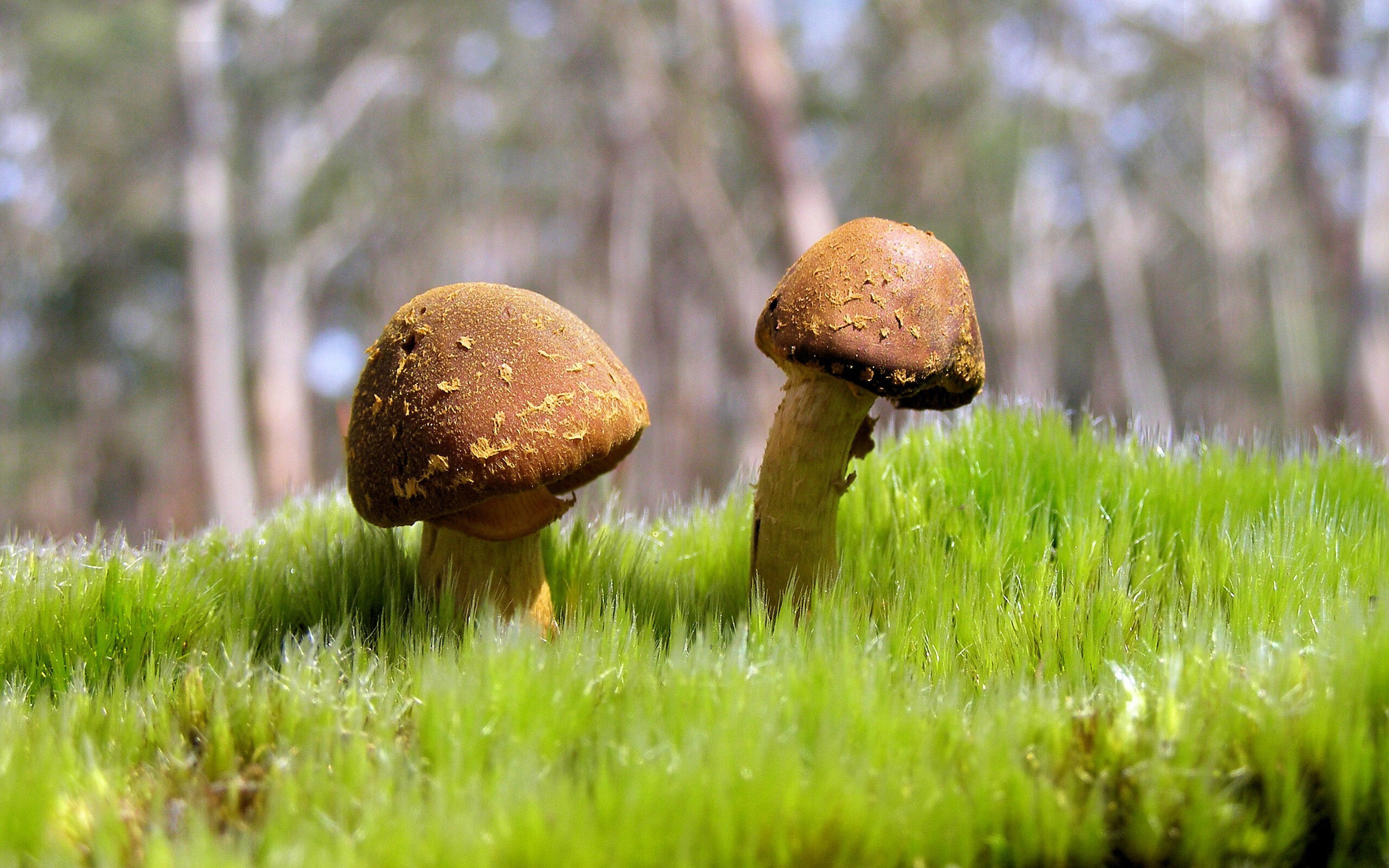 拜仁强打右路，频频撕裂博卡防线，拜仁一直很强