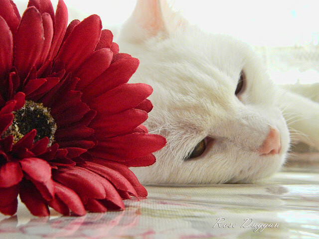 im体育网页版-世界杯刺激角逐：逆境逆袭成就传奇瞬间，世界杯记