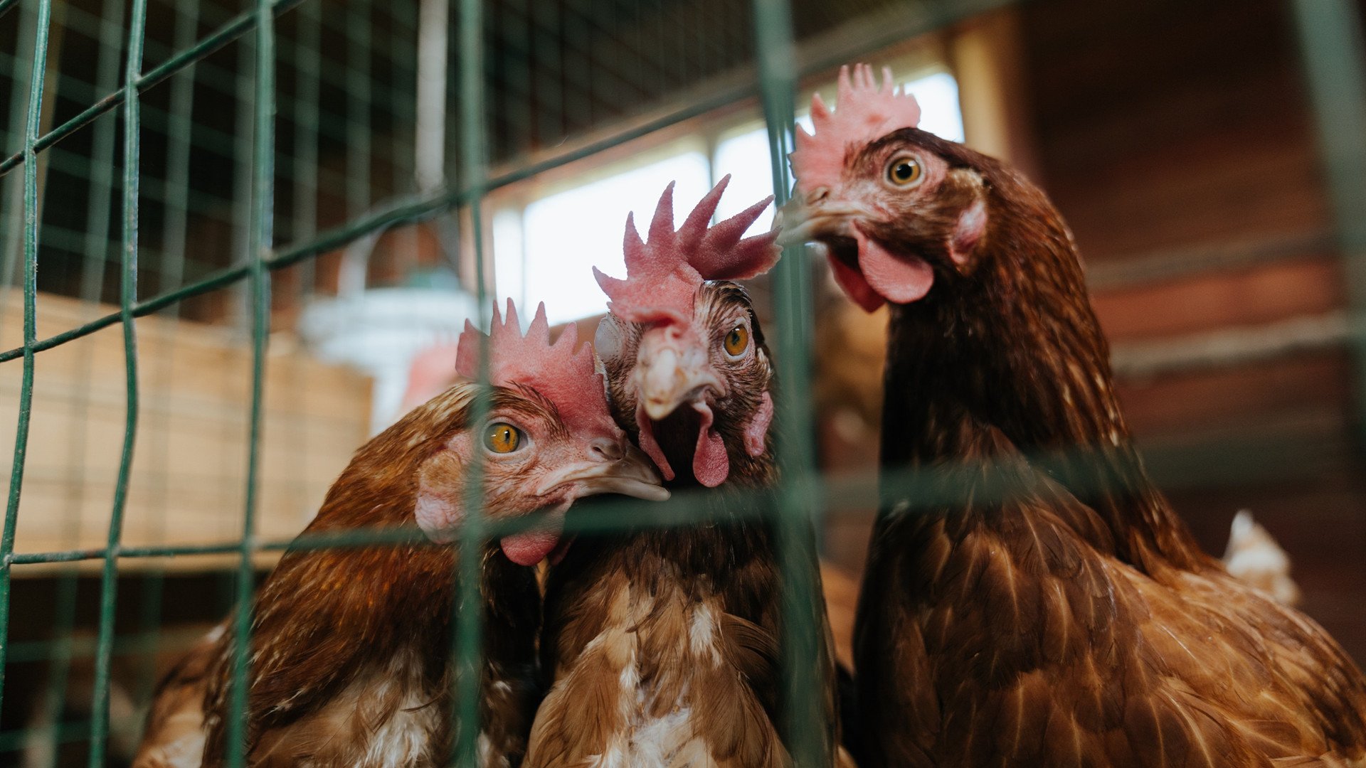 全黑队的传球技术与精准度让对手防不胜防，全黑球衣什么意思