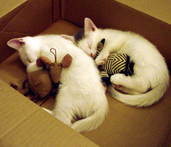 巴特尔在比赛中的出色防守反击，帮助袋鼠队从困境中逆转，巴特尔会扣篮吗