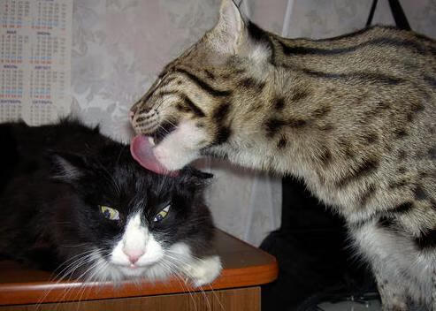 im体育app官方下载-德甲速度突破：瞬间闯入，火热全场！，德甲最高时速