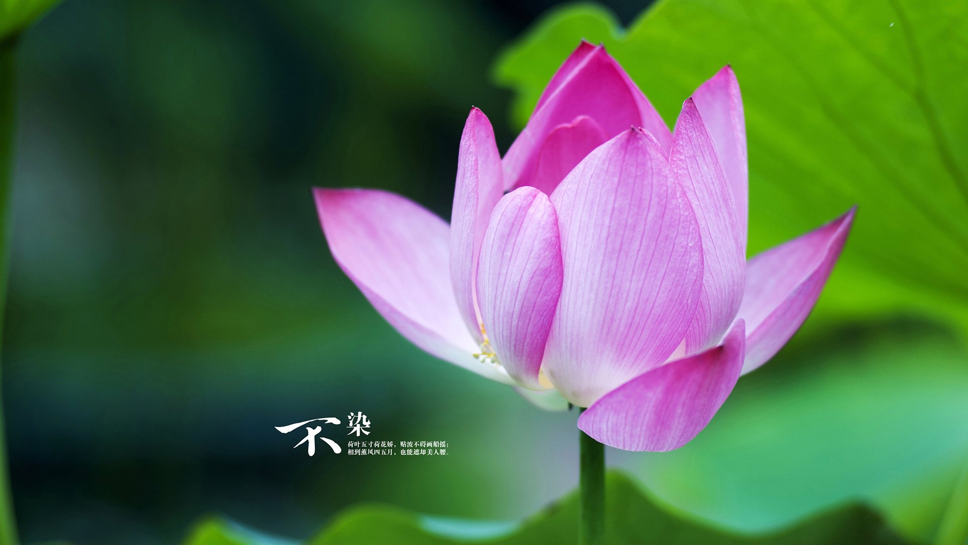 跳水比赛中荷兰动作流畅干净,荷兰跳水运动员